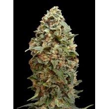 Afghan Skunk 