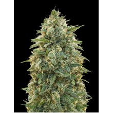 Amnesia от Advanced Seeds