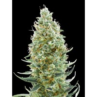 Amnesia Fast від Advanced Seeds