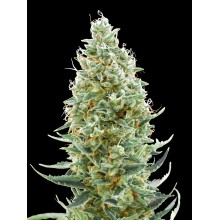 Amnesia Fast від Advanced Seeds
