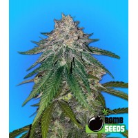 Zkittlez Gum Bomb Fem