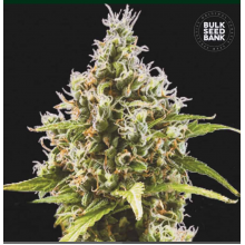 Auto Amnesia Haze