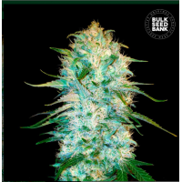 Auto Amnesia Platinum