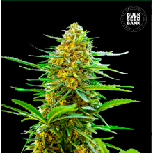 Auto Banana Monkey