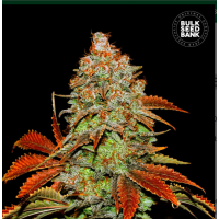 Auto Bubblegum Extra