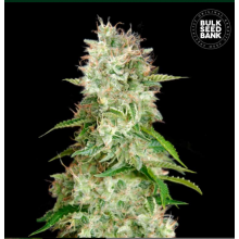 Auto Cheese
