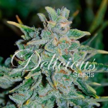 Northern Light Blue auto
