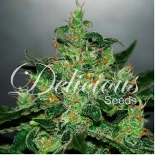 Сritical Jack Herer Auto