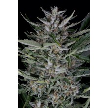 Gorilla Auto