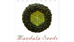 Mandala Seeds