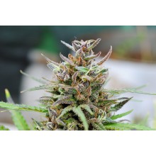 Baby Boom Auto 