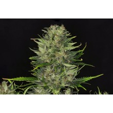 Dosidos Auto