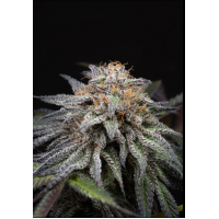 Alien Cookies Fast Version