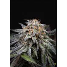 Alien Cookies Fast Version