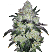  WHITE COOKIES STRAIN FEMINISED
