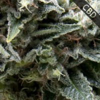 Зображення товару AUTO CBD NEW YORK CITY FEMINISED