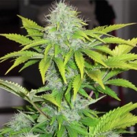 AUTO WHITE WIDOW FEMINISED