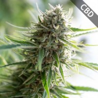 Зображення товару CBD CRITICAL MASS FEMINISED Зображення товару CBD CRITICAL MASS FEMINISED