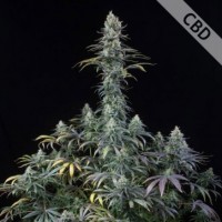Зображення товару CBD EARLY AMNESIA FEMINISED Зображення товару CBD EARLY AMNESIA FEMINISED