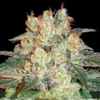 AUTO AFGAN KUSH FEMINISED   AUTO AFGAN KUSH FEMINISED