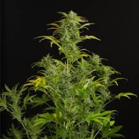 AUTO AMNESIA XXL FEMINISED 