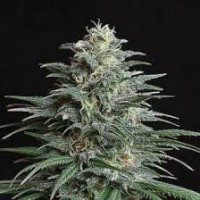 AUTO BIG BUD XXL FEMINISED 