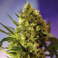 AUTO BIG DEVIL FEMINISED