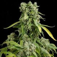 AUTO  BLUE CHEESE FEMINISED  AUTO  BLUE CHEESE FEMINISED
