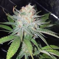 AUTO BLUE DREAM FEMINISED AUTO BLUE DREAM FEMINISED