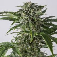 AUTO BUBBA KUSH  FEMINISED  