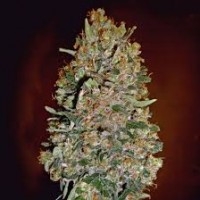 AUTO CHOCOLATE SKUNK FEMINISED  AUTO CHOCOLATE SKUNK FEMINISED
