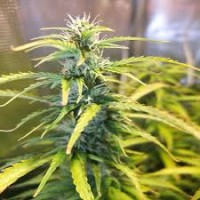 AUTO GREEN CRACK FEMINISED  AUTO GREEN CRACK FEMINISED
