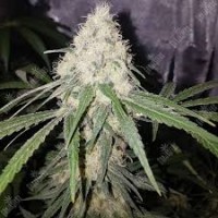 AUTO SOUR DIESEL FEMINISED