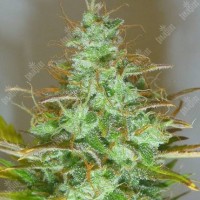 WHITE WIDOW FEMINISED