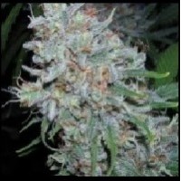 AUTO AMNESIA HAZE FEMINISED