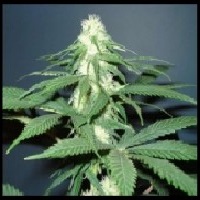 HINDU KUSH FEMINISED