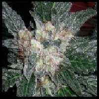 VIOLATOR KUSH FEMINISED