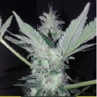 WHITE WIDOW X JACK HERER FEMINISED