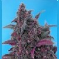 AUTO DARK ANGEL FEMINISED