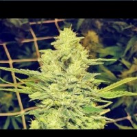 DWARF LOW FLYER FEMINISED