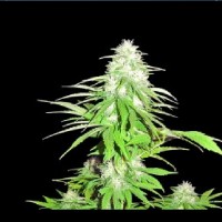 GROWN ROYALE FEMINISED