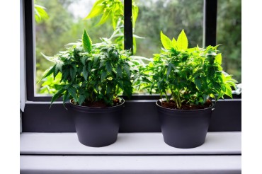 Как вырастить травку на подоконнике